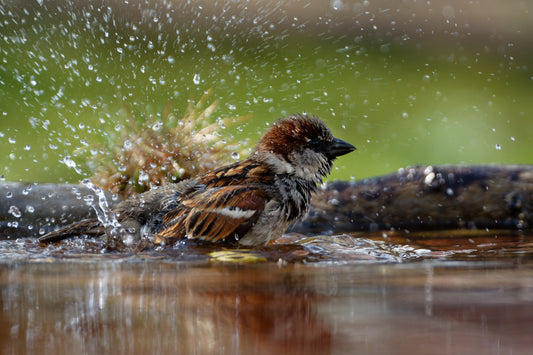 Creating an Eco-Friendly Haven: Inviting Birds into Your Home